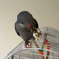 طوطی راهب ۵ ماهه با قفس و کیف حمل و غذا|پرنده|شهریار, شهریار|دیوار