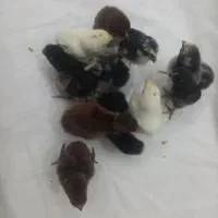 جوجه زیر مرغی لاری ویاندوت