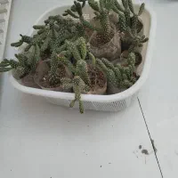 هر کی هر قیمتی داد