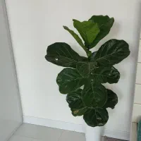 گل و گیاه طبیعی لیراتا کامپکت فیلودندرون