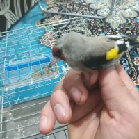 سهره نر به شرط|پرنده|ساری, |دیوار