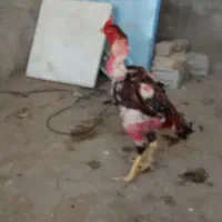 خروس