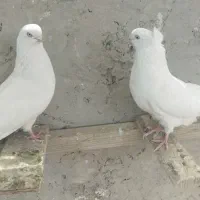 کبوتر سفید آنتیک