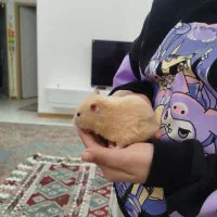 همستر بامزه|موش و خرگوش|کرمان, |دیوار