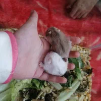 همستریه ماهه وبالغ دستی|موش و خرگوش|مشهد, چهارچشمه|دیوار