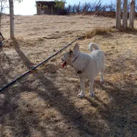 توله سگ|سگ|سقز, |دیوار