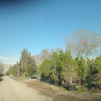 سرقبر کنارقبر سرمزار کاشتن نهال درخت گل وگیاه در