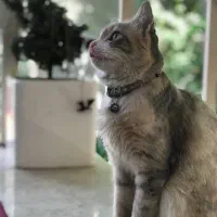 گربه ماده گمشده|حیوانات|رشت, خمیران زاهدان|دیوار