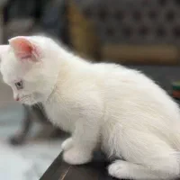 اسکاتیش چشم دورنگ و زیبا|گربه|بیرجند, |دیوار