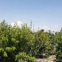 باغچه|فروش زمین و ملک کلنگی|ارومیه, |دیوار