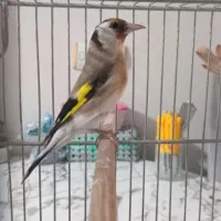 ماده سهره داغسر مست