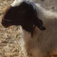 شک ورن سنجابی اصیل