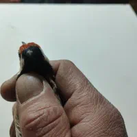 سهره لچک سیاه|پرنده|تبریز, |دیوار