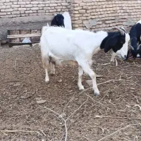 بز نژاد اسراییلی