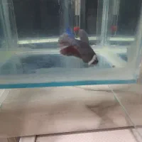 فایتر|ماهی|اهواز, معین زاده|دیوار