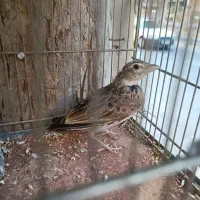سهره خاکی ریزه خون