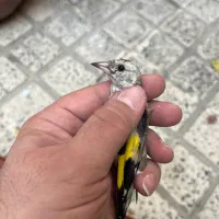 جوجه سهره خلخال