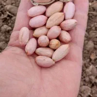 استاد کار تخمه پزی و کارگر ساده نیازمندیم|استخدام خدمات فروشگاه و رستوران|کرمانشاه, |دیوار