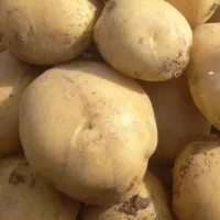 سیب زمینی درجه ۱ تمیز
