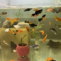 انواع ماهی اکواریومی،گیاه ابزی،سنگ دکور