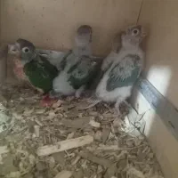 گرینچیک|پرنده|گنبد کاووس, |دیوار