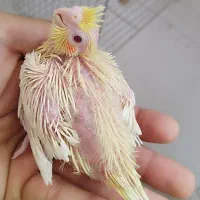 جوجه عروس هلندی سرلاکی لوتینو