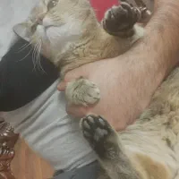 گربه بریتیش گلد|گربه|تبریز, |دیوار