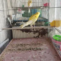 قناری نر|پرنده|ساوه, |دیوار