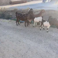 فروش‌بز‌اسرایلی‌|حیوانات مزرعه|فلارد, |دیوار