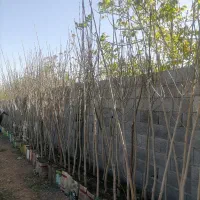 انواع سایز نهال (مقاوم به خشکی و شوری) زبان گنجشک