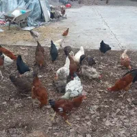 مرغ محلی گلپایگانی و جوجه کبابی درشت