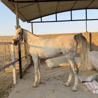 فروش کره نریان دره شور  ۲سال|اسب و تجهیزات اسب‌سواری|نی‌ریز, |دیوار