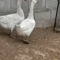 قوغاز نر و ماده|حیوانات مزرعه|ارومیه, |دیوار