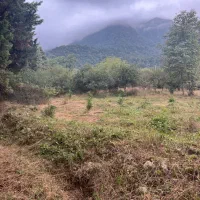 چلندر ( جنگلی )|فروش زمین و ملک کلنگی|نوشهر, |دیوار