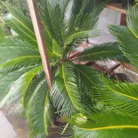 گل سیکاس بزرگ|گل و گیاه طبیعی|رشت, کوی یخ|دیوار