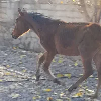 اسب نریون و مادیون|اسب و تجهیزات اسب‌سواری|نیشابور, شهرک قدس|دیوار