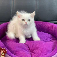 گربه. بریتیش. اسکاتیش. پرشین.|گربه|تهران, آبشار تهران (دریاچه)|دیوار