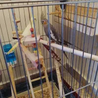 عروس هلندی جفت|پرنده|تهران, باغ خزانه|دیوار