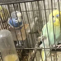 عروس هلندی مرغ عشق|پرنده|رباطکریم, الارد|دیوار