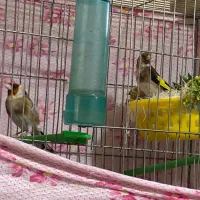 سهره نر و ماده جفت خورده