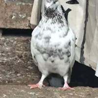 کبوتر نر پرشی عالی خال قرمز|پرنده|سرخرود, |دیوار