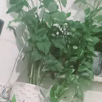 ۱۶تا گلدون باگلش ۱۹۰۰|گل و گیاه طبیعی|محمدیه-قزوین, |دیوار