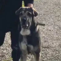 سگ کته پژدر