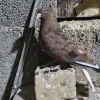 اشعل سرخ خال سیاه /شهری قهوه‌ای ماده|پرنده|خرمشهر, |دیوار