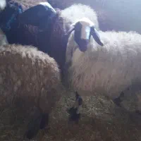 گوسفند ابستن