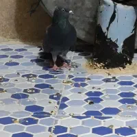 کفتر زاغ غریب گیری