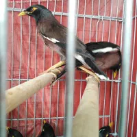 مرغ مینا|پرنده|رشت, رودباری|دیوار