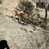 واگذاری توله ماده ۶ ماهه سرابی|سگ|اسدآباد, |دیوار