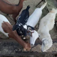 بز داشتی|حیوانات مزرعه|رودان, |دیوار