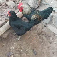 یک عدد خروس محلی یک عدد مرغ سیاه